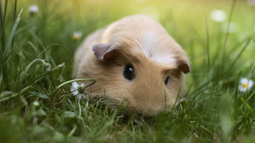 A guinea pig — английская идиома